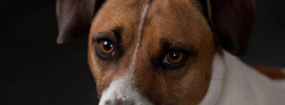 photo de chien - photograhie d'animaux , de chiens ou animaux domestiques ,vous et votre animal en photo. Studio Malaret Biscarrosse